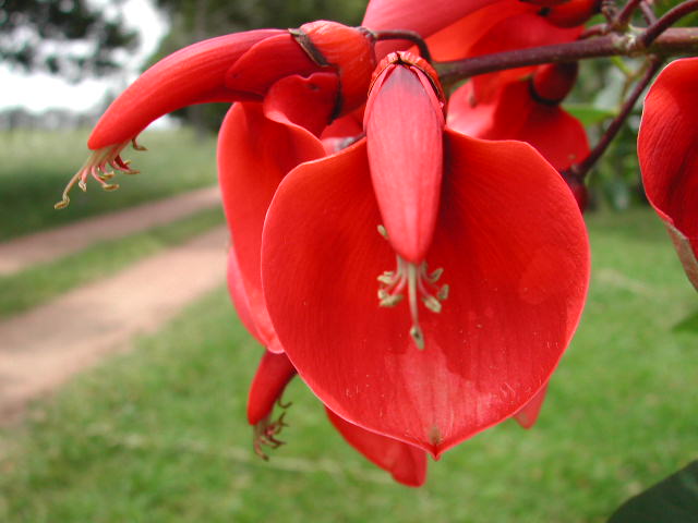 Lee más sobre el artículo Por qué la flor del ceibo es símbolo nacional