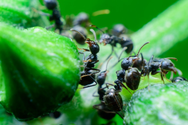 Lee más sobre el artículo Cómo ahuyentar a las hormigas negras de los jardines y huertas