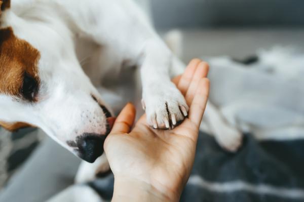 Lee más sobre el artículo Cuál es el motivo por el que los perros suelen lamer los pies de sus dueños
