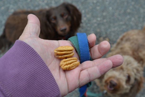 Lee más sobre el artículo Por qué los perros no deberían comer castañas o nueces