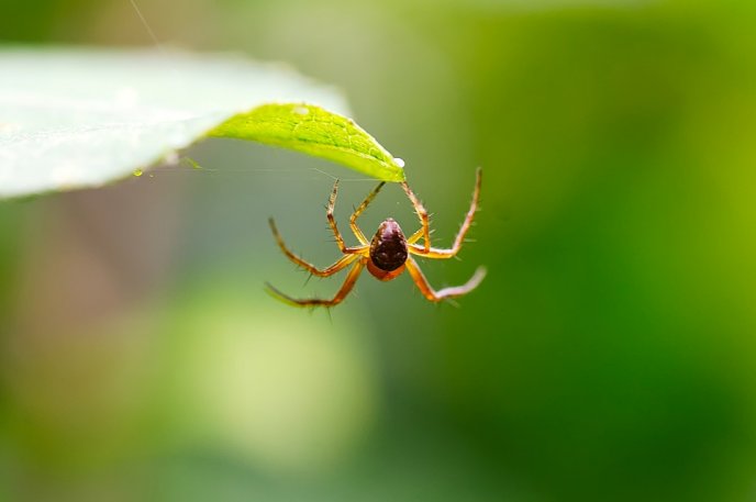 Lee más sobre el artículo Cuál es la planta perfecta para ahuyentar las arañas de tu casa
