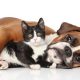 La castración mejora la conducta y la salud de perros y gatos