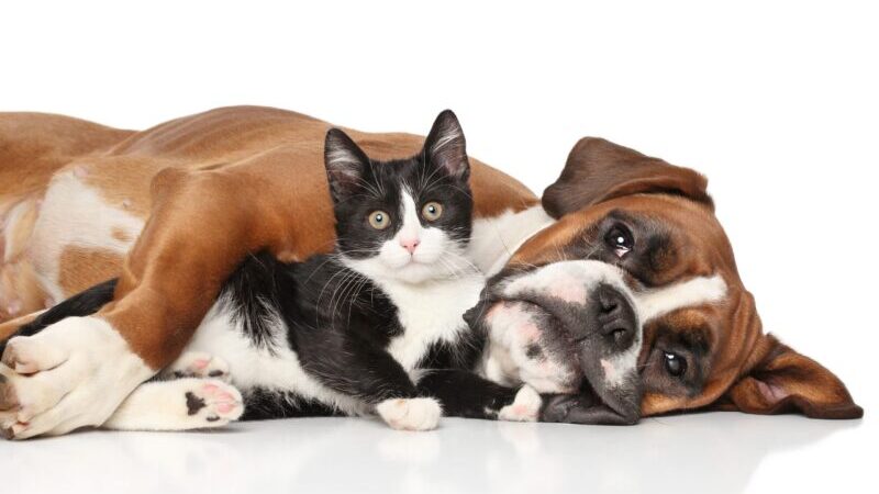 Lee más sobre el artículo La castración mejora la conducta y la salud de perros y gatos