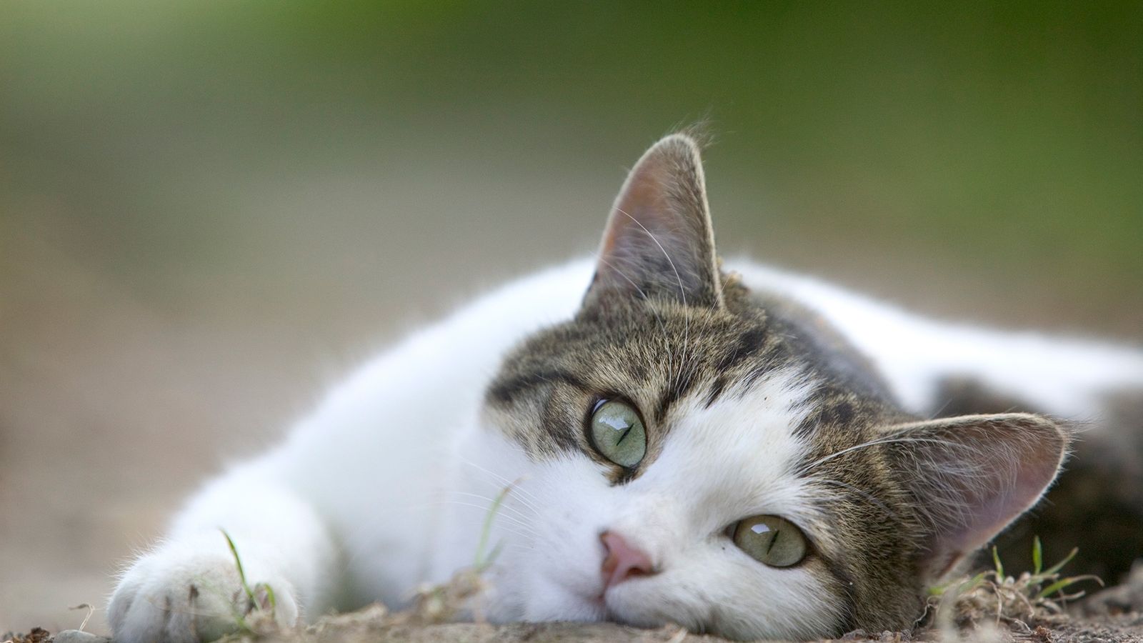 Lee más sobre el artículo ¿Hasta cuándo viven los gatos?