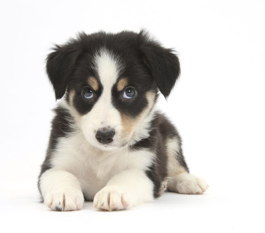 Lee más sobre el artículo “Kindchenschema”: de qué se trata el fenómeno que explica los rasgos infantiles en los perros
