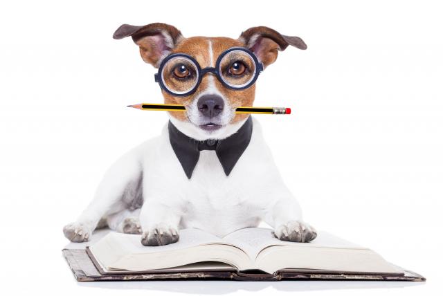 Lee más sobre el artículo Los perros entienden hasta 215 palabras o frases, según un nuevo estudio
