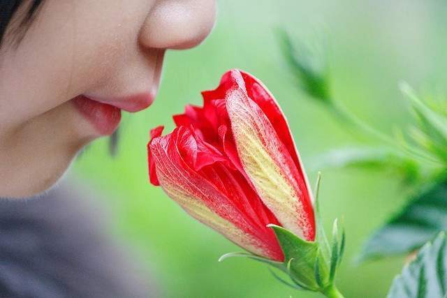 Lee más sobre el artículo Descubren cómo los olores estimulan los recuerdos