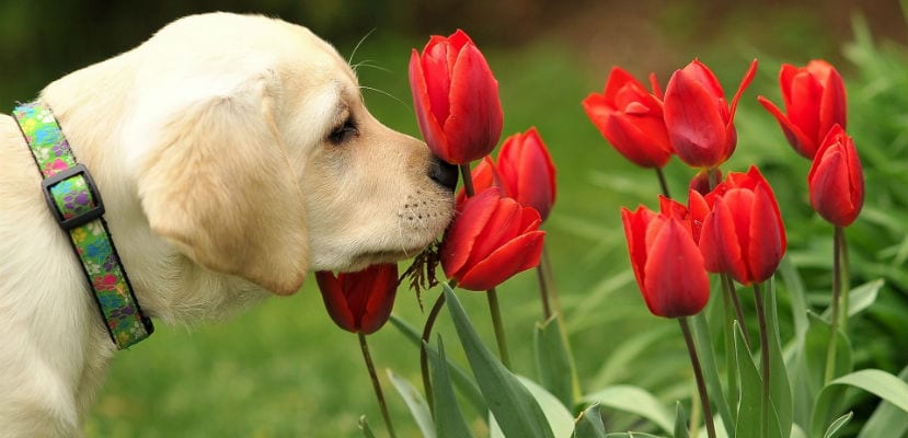 Lee más sobre el artículo Cuáles son los olores que los perros no soportan