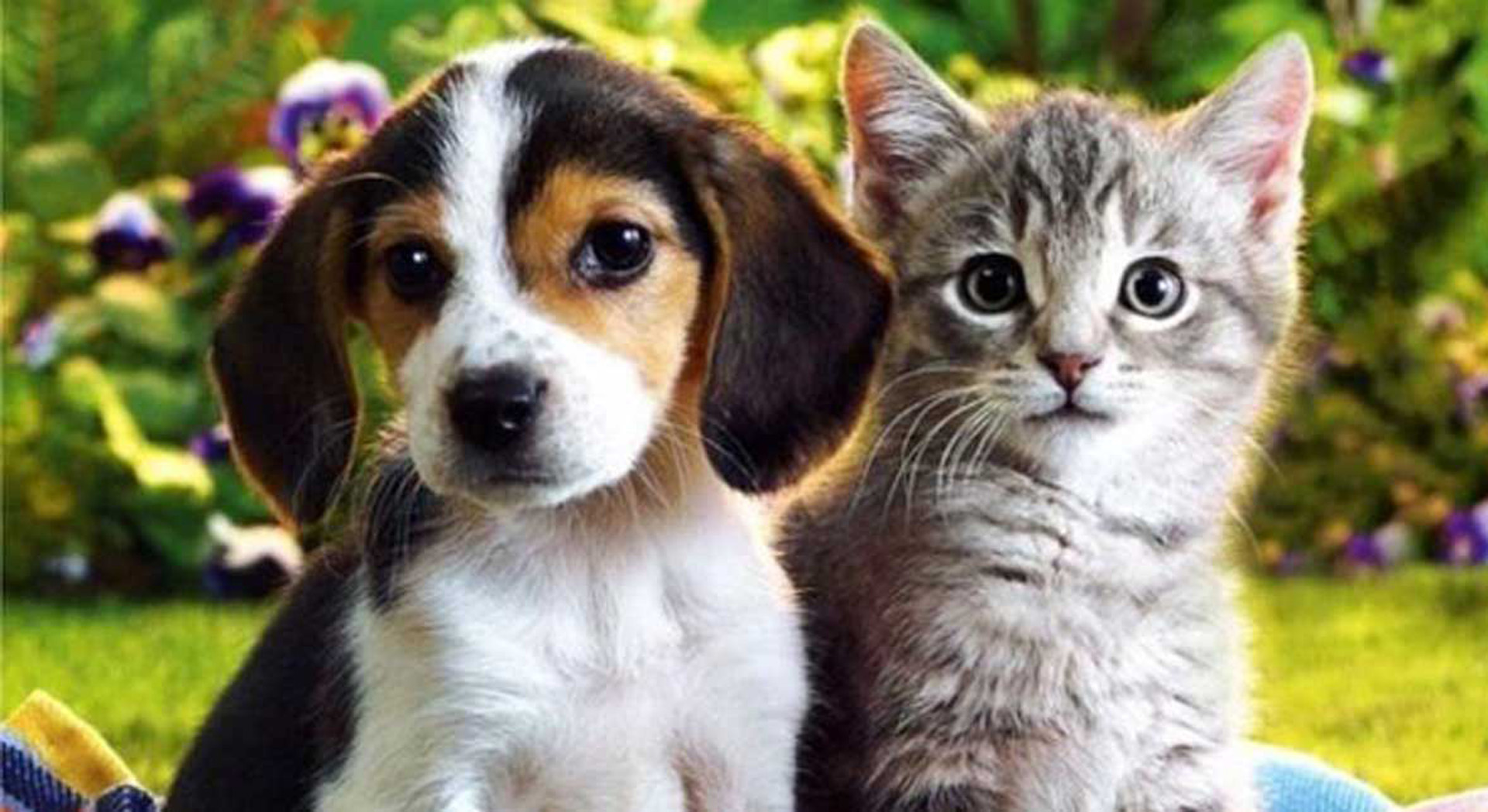 Lee más sobre el artículo Perros versus gatos: quién es más inteligente