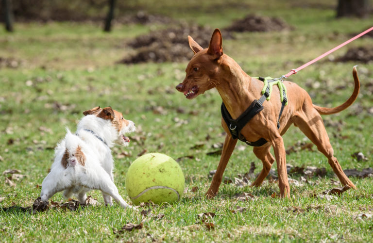 Lee más sobre el artículo Qué es la reactividad en los perros y cómo se trata
