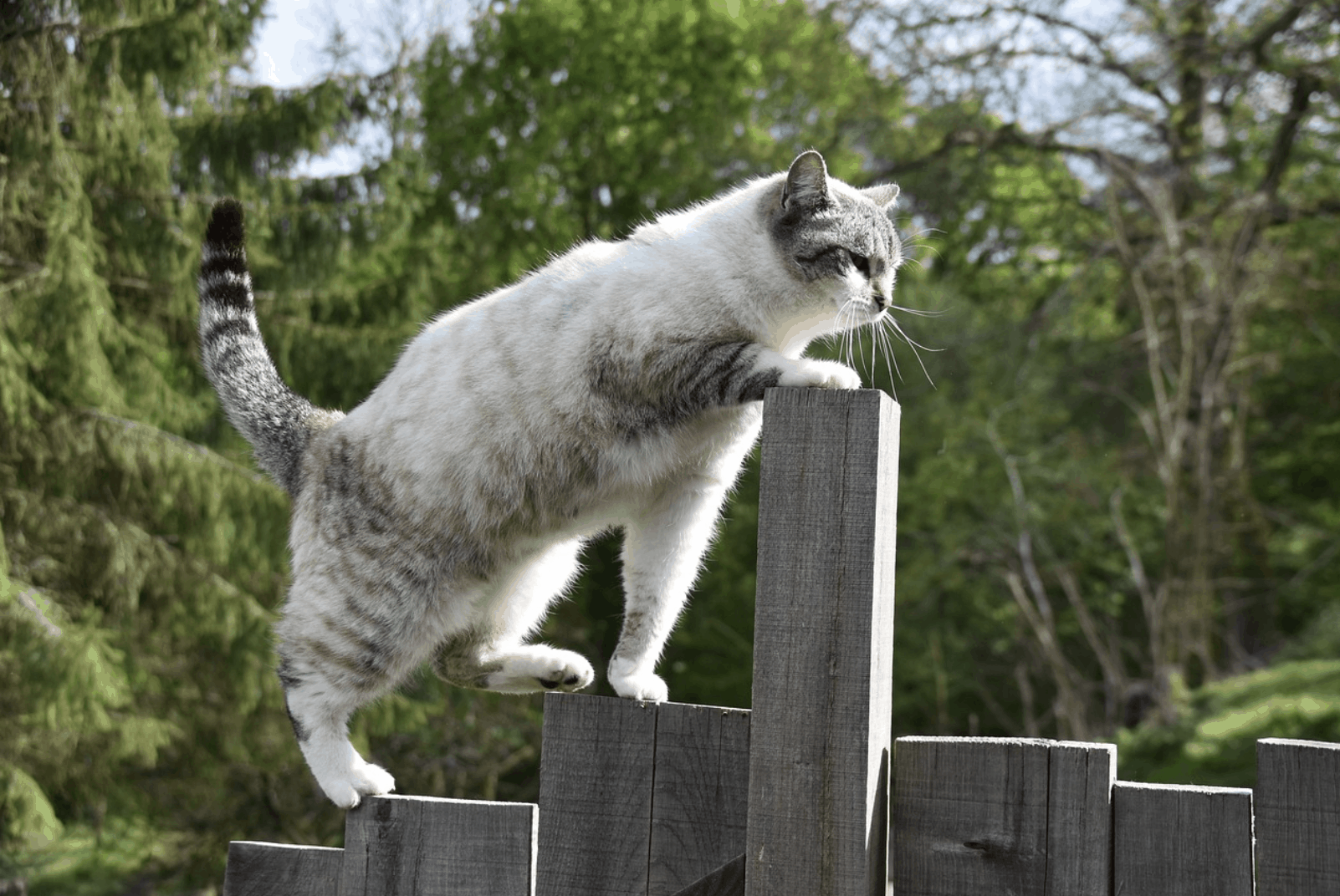 Lee más sobre el artículo Cómo evitar que los gatos se escapen de la casa