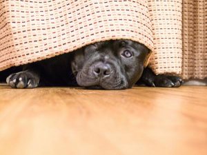 Lee más sobre el artículo Mascotas con ansiedad: cómo actuar con ellos en estas fiestas y si nos vamos de casa