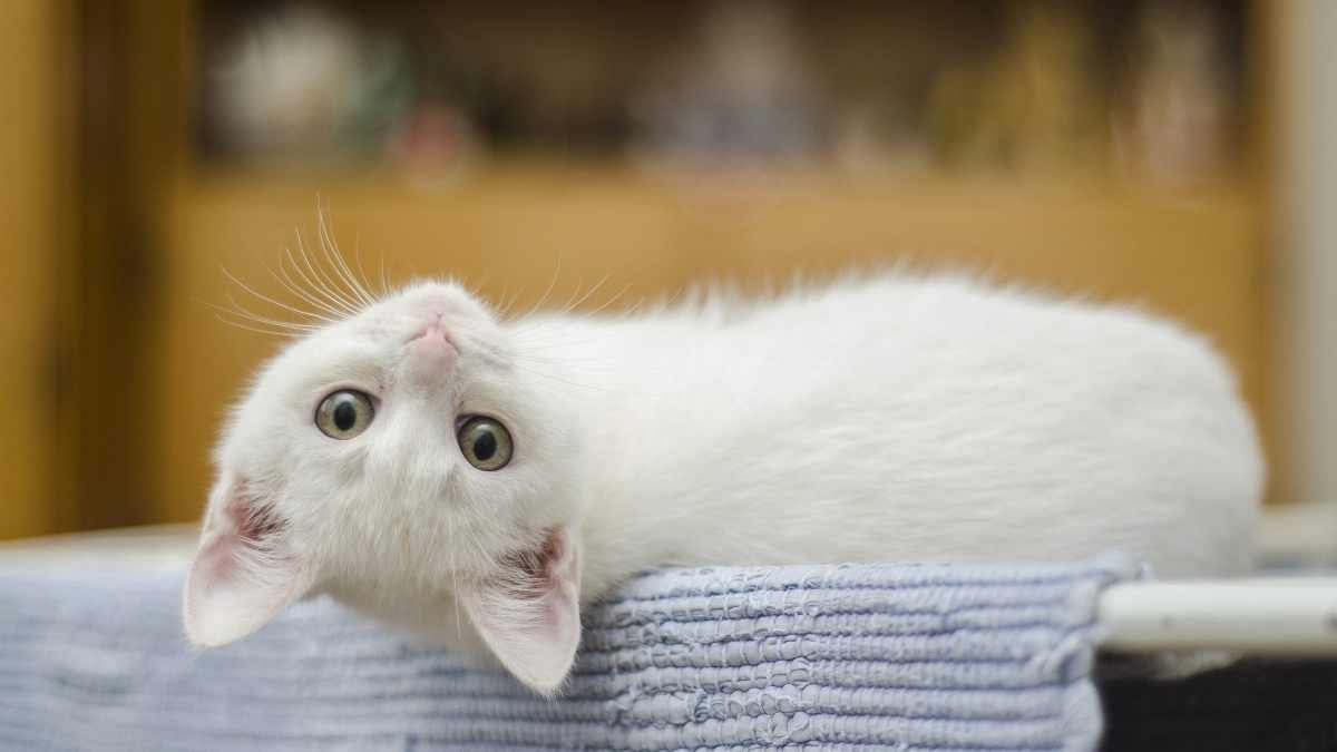 Lee más sobre el artículo La mirada de los gatos es el reflejo de sus emociones