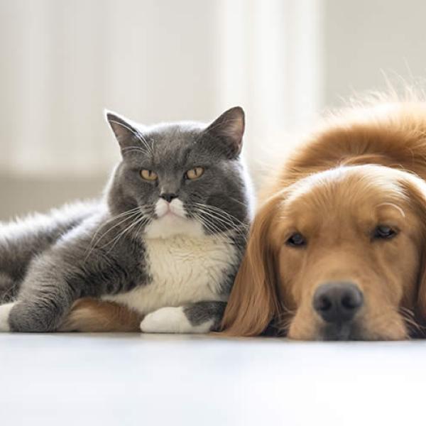 Lee más sobre el artículo ¿Se llevan como perro y gato?: cómo evitar las peleas entre los animales de compañía