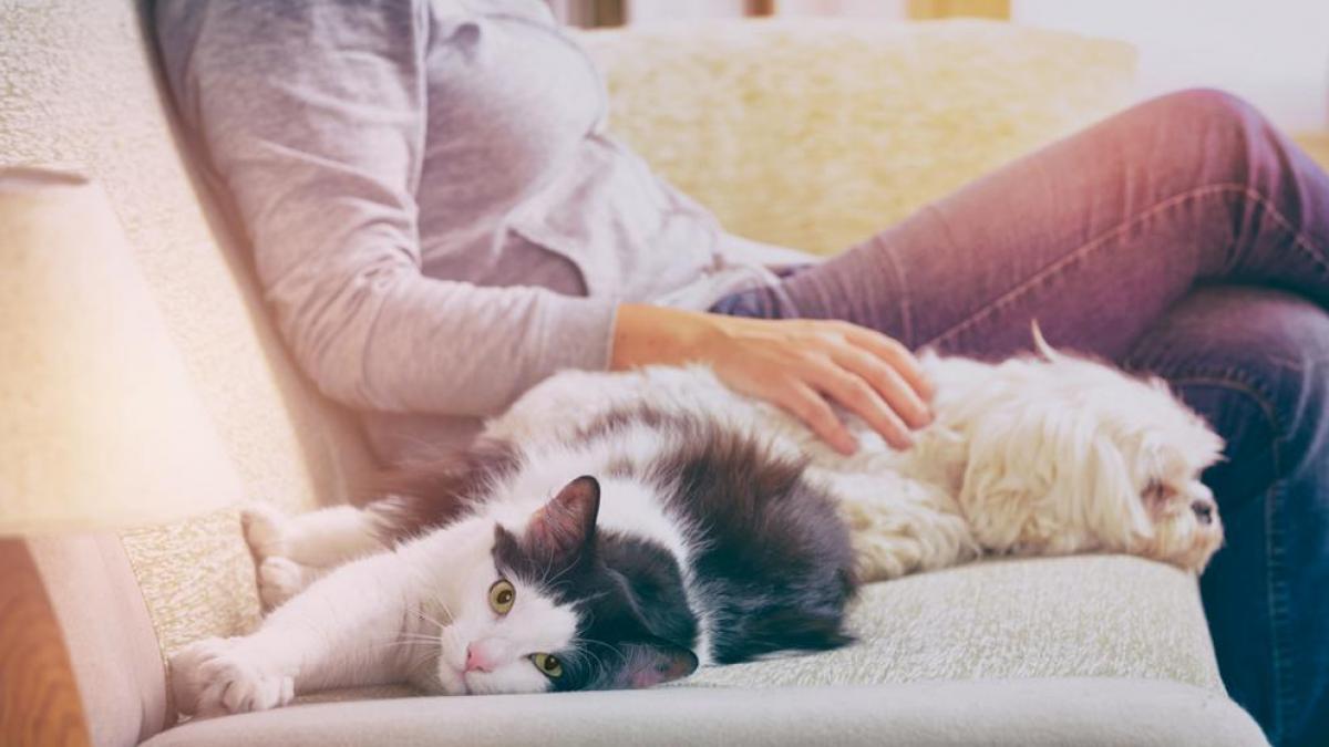 Lee más sobre el artículo Acariciar varios minutos a perros y gatos fortalece el organismo alejándolo del estrés