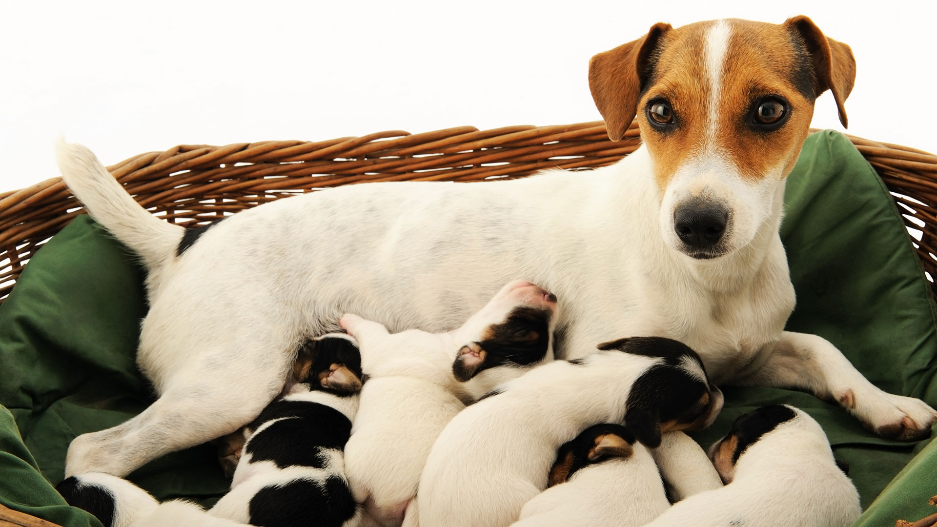 Lee más sobre el artículo La mayoría de las razas de perros son consanguíneas