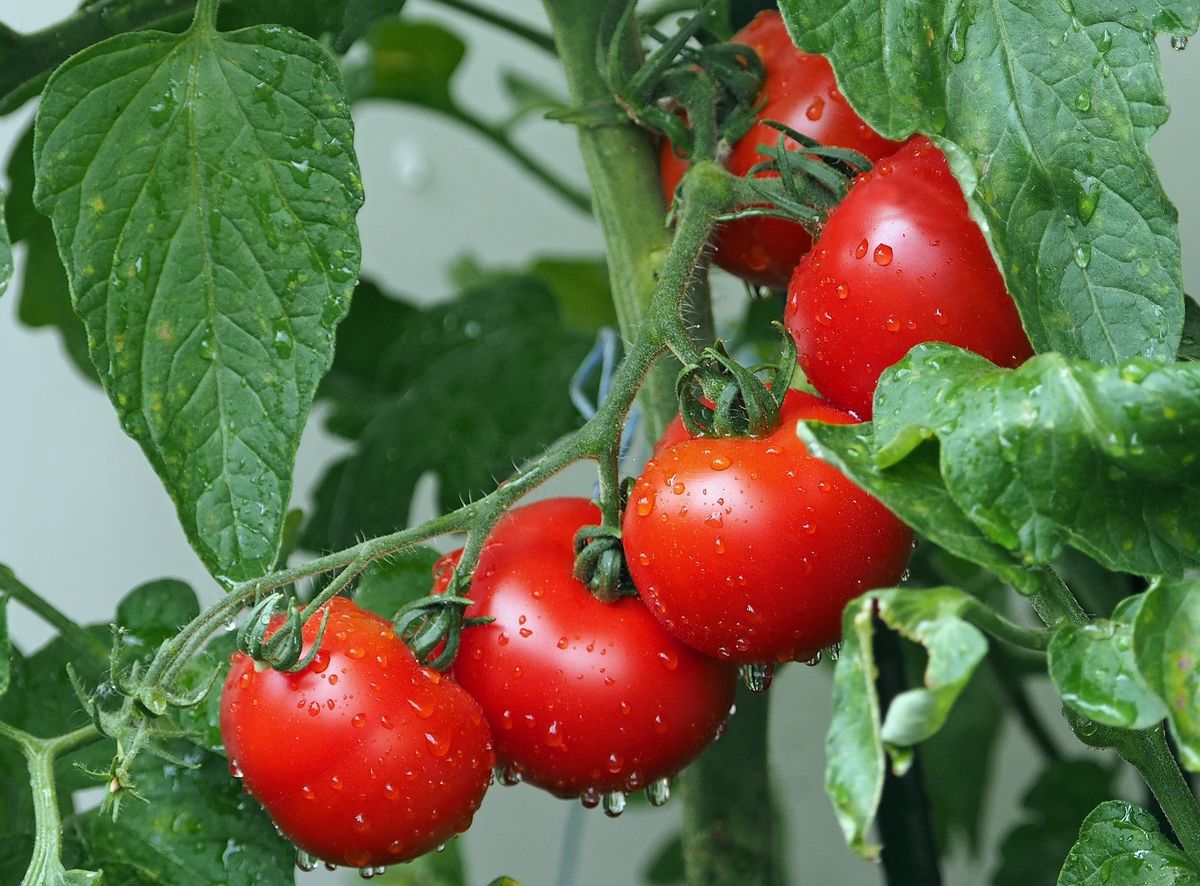 Lee más sobre el artículo Espinacas de verano y tomates: protagonistas de días de calor