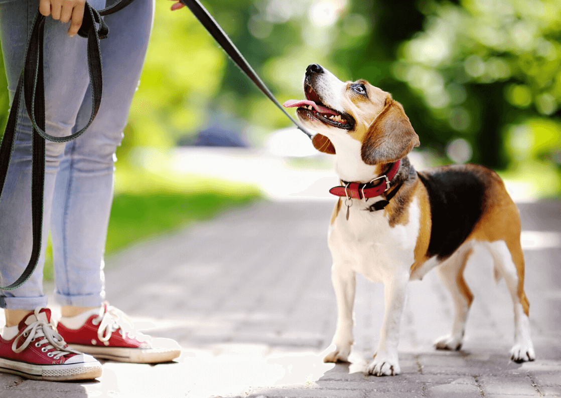 Lee más sobre el artículo Los 7 cuidados básicos a tener en cuenta al adoptar un animal de compañía