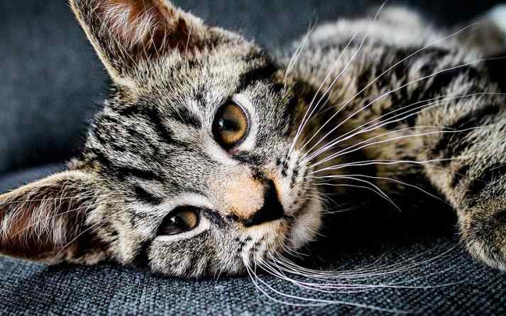 Lee más sobre el artículo Los gatos se caen cuando pierden sus bigotes
