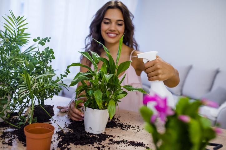 Lee más sobre el artículo Claves para cuidar las plantas cuando hace mucho calor
