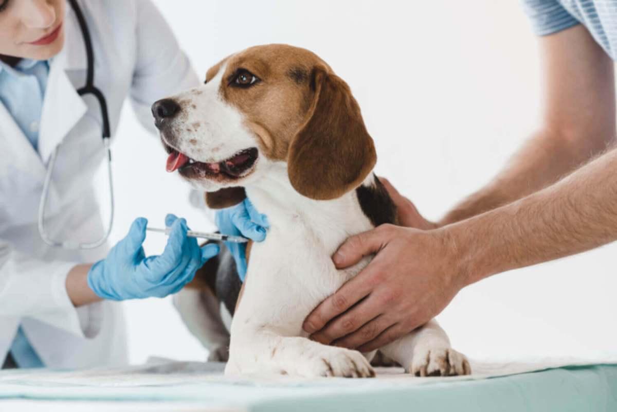 Lee más sobre el artículo Calendario de vacunas para perros y gatos: cuáles hay que aplicarles