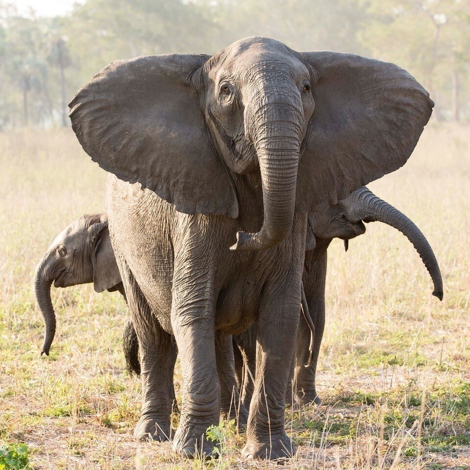 Lee más sobre el artículo La curiosa razón por la que los elefantes tienen las orejas tan grandes