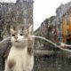 ¿Por qué los gatos saben cuándo va a llover?