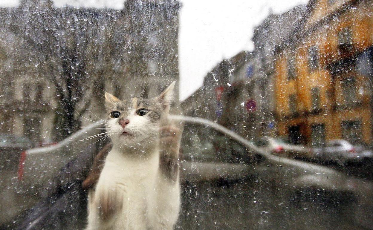 Lee más sobre el artículo ¿Por qué los gatos saben cuándo va a llover?