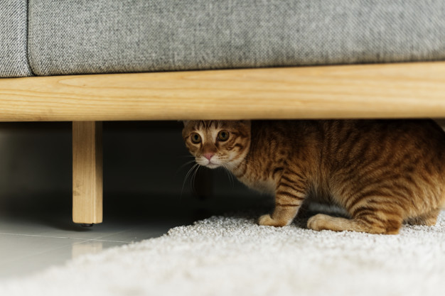 Lee más sobre el artículo Precaución: estas son las 7 cosas a las que más temen los gatos