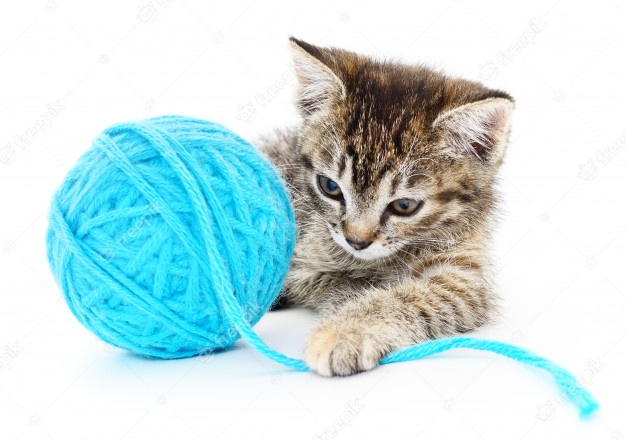 Lee más sobre el artículo Alerta: los ovillos de lana pueden matar a un gato