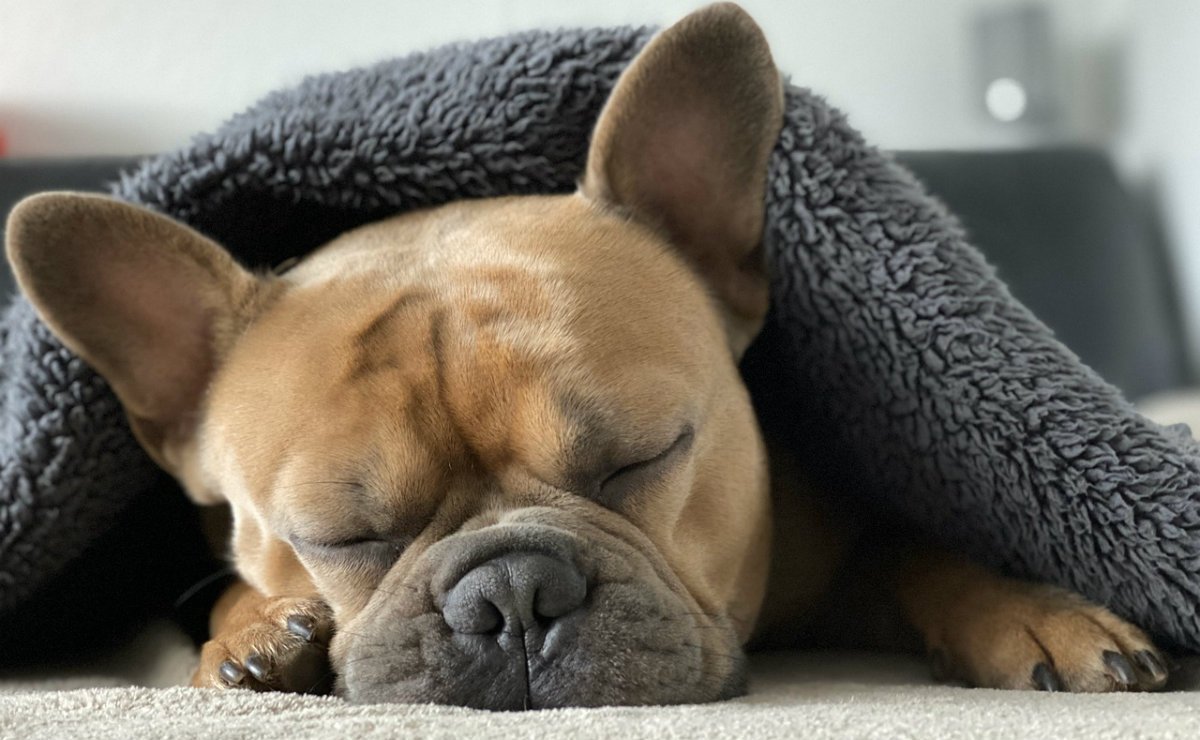 Lee más sobre el artículo ¿Qué sueñan los perros cuando duermen?