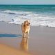 Los perros y la playa: consejos para disfrutar con nuestros canes
