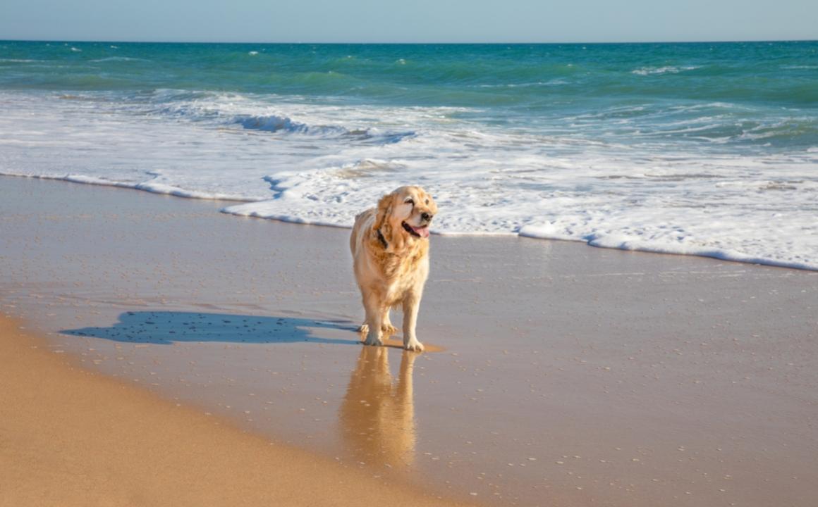 Lee más sobre el artículo Los perros y la playa: consejos para disfrutar con nuestros canes