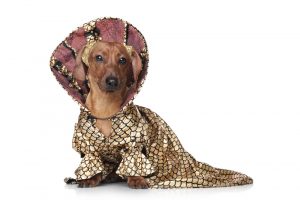 Lee más sobre el artículo Por qué no es conveniente vestir a las mascotas como personas
