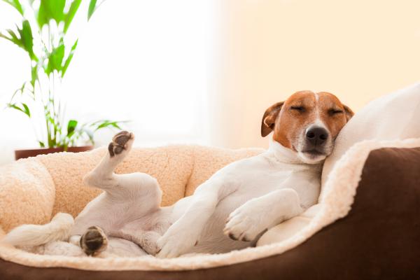 Lee más sobre el artículo ¿Cuáles son las señales de que tu perro está tranquilo?