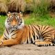 Por qué el tigre tiene rayas y para qué le sirven