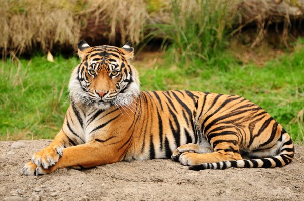 Lee más sobre el artículo Por qué el tigre tiene rayas y para qué le sirven