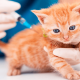La vacunación en los animales de compañía es la mejor forma de cuidar su salud