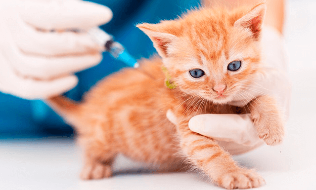 Lee más sobre el artículo La vacunación en los animales de compañía es la mejor forma de cuidar su salud