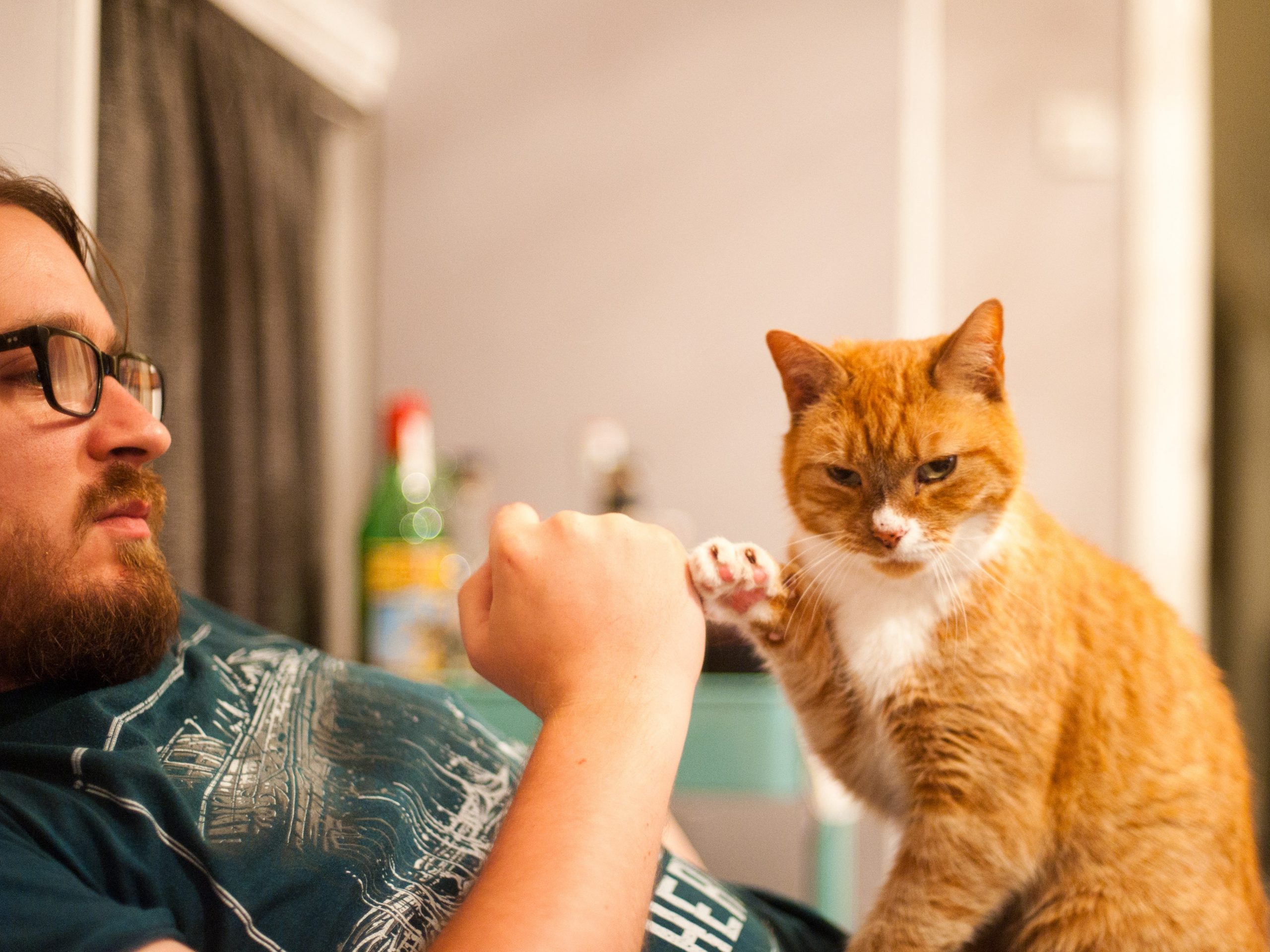 Lee más sobre el artículo ¿Los gatos nos entienden cuando les hablamos?