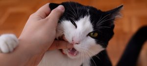Lee más sobre el artículo Muchos problemas de conducta de los gatos tienen solución