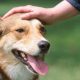 El gesto sanador que debes de tener con tu perro antes de salir de casa, según la ciencia