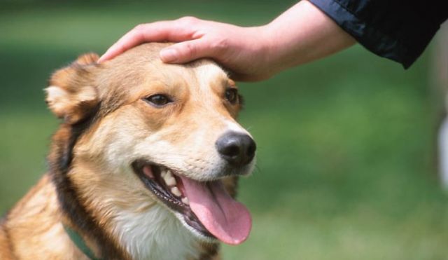 Lee más sobre el artículo El gesto sanador que debes de tener con tu perro antes de salir de casa, según la ciencia