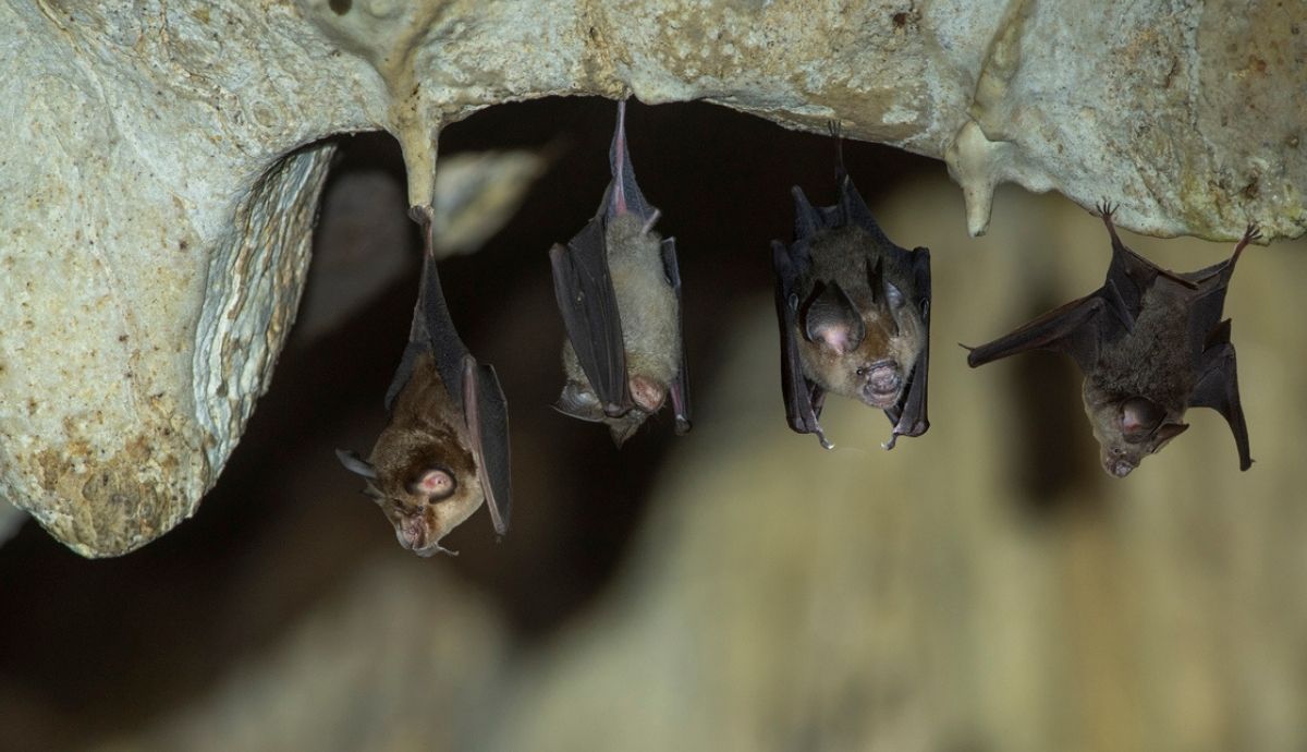 Lee más sobre el artículo 7 características que definen a los murciélagos