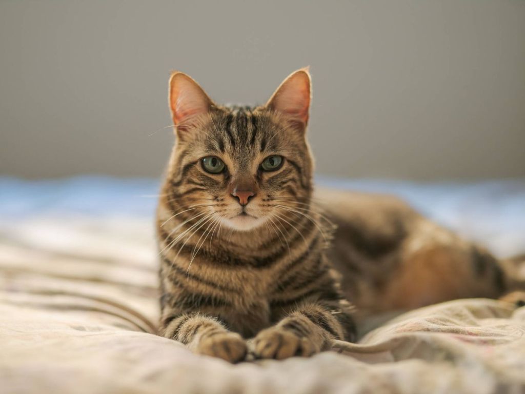 Lee más sobre el artículo 10 claves para entender el comportamiento de tu gato