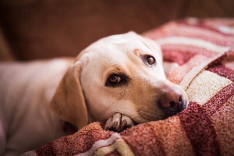 Lee más sobre el artículo Por qué los perros miran a sus dueños al dormir