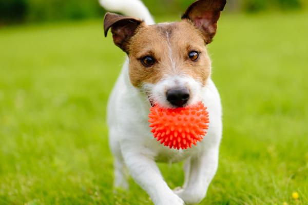 Lee más sobre el artículo Por qué a los perros les da felicidad jugar con sus tutores