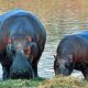 Día del hipopótamo: ¿por qué se celebra un 15 de febrero?