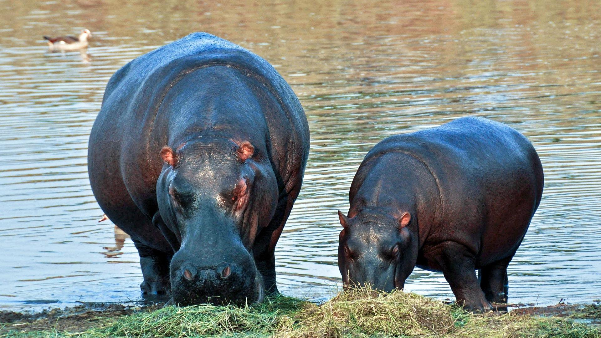 Lee más sobre el artículo Día del hipopótamo: ¿por qué se celebra un 15 de febrero?