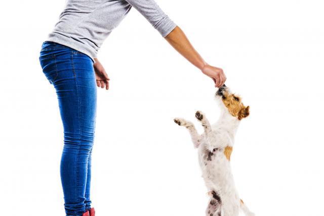 Lee más sobre el artículo Por qué es un riesgo para los perros que caminen o salten mucho con sus patas traseras